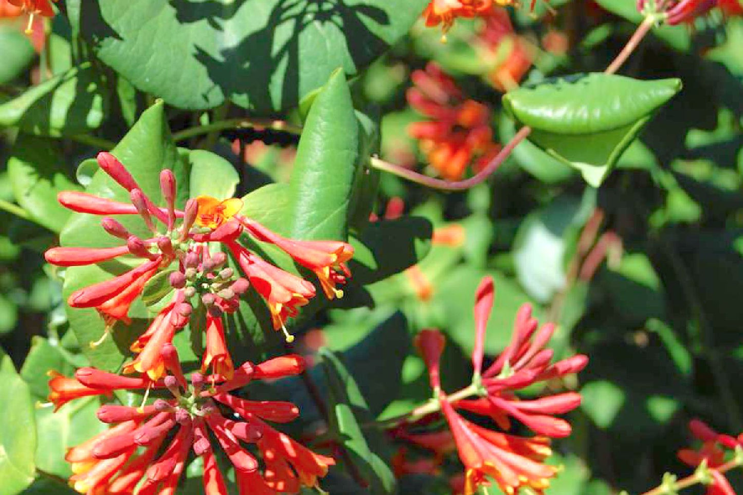 Lonicera brownii 'Dropmore Scarlet' Trompeten-Geißblatt
