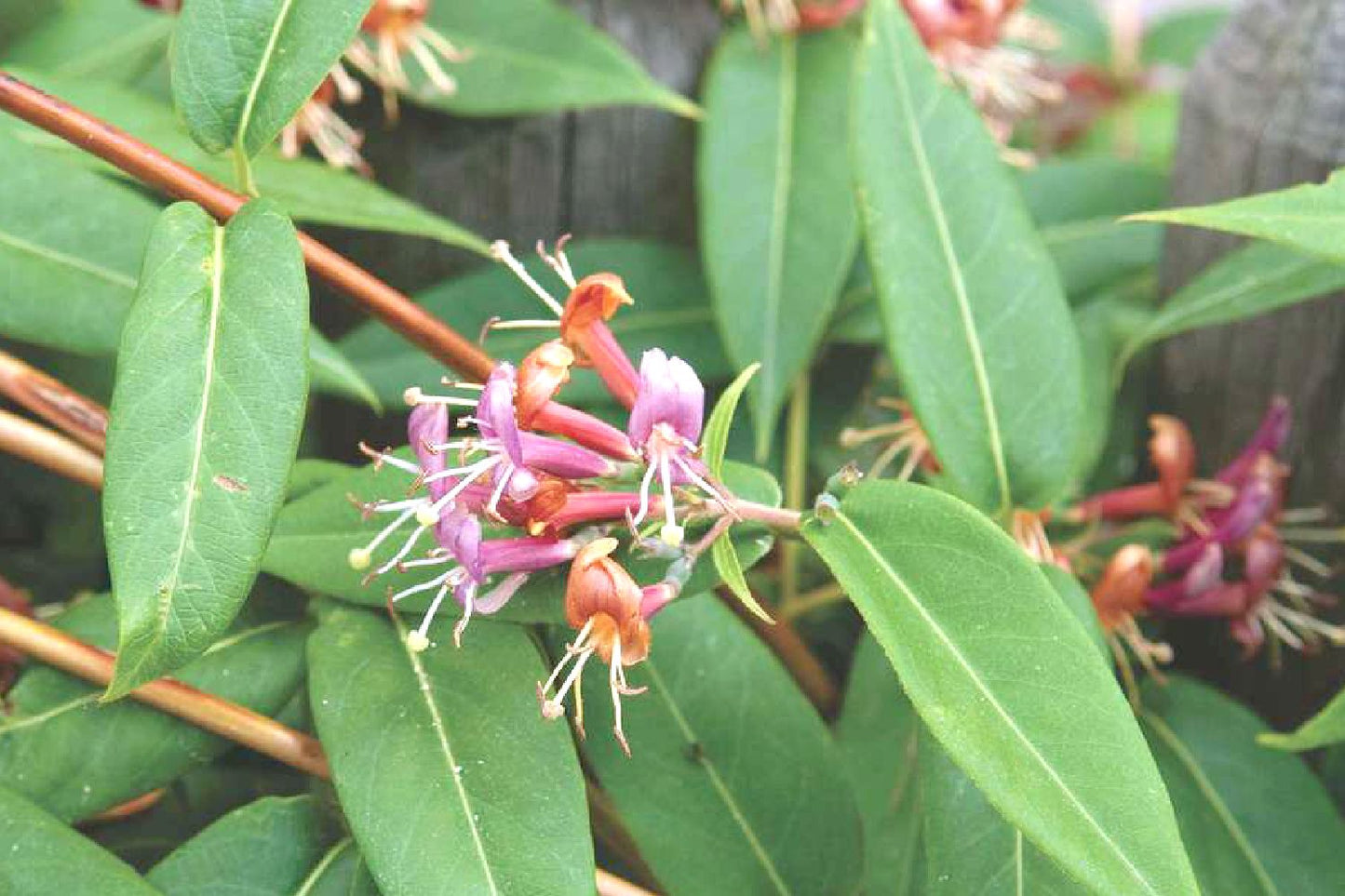 Lonicera henryi Immergrüne Geißschlinge Lonicera henryi Immergrüne Geißschlinge