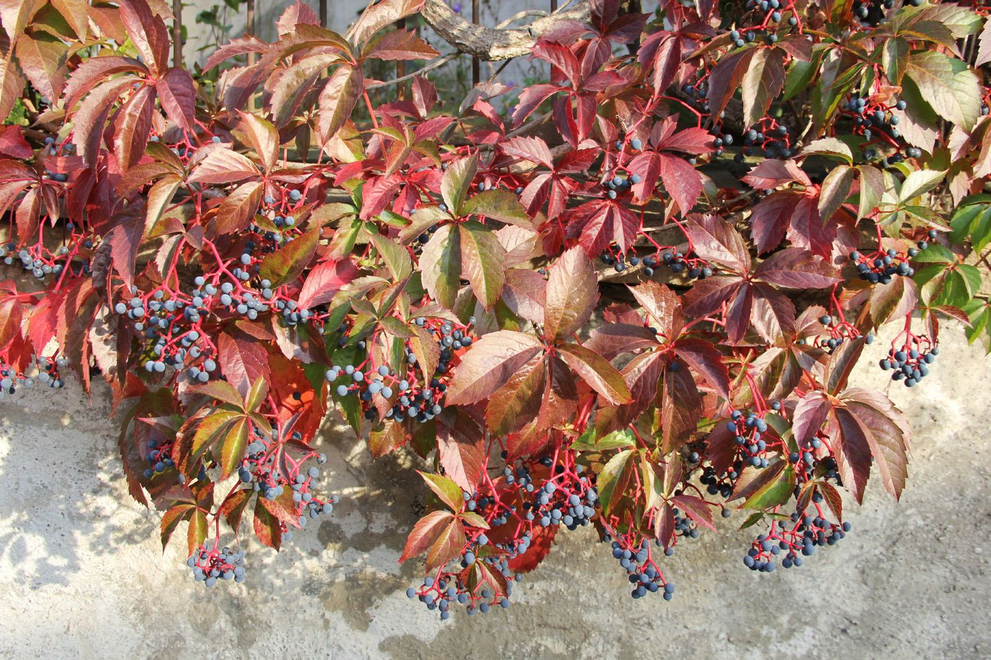 Parthenocissus quinquefolia 'Engelmannii' Engelmanns-Wilder-Wein