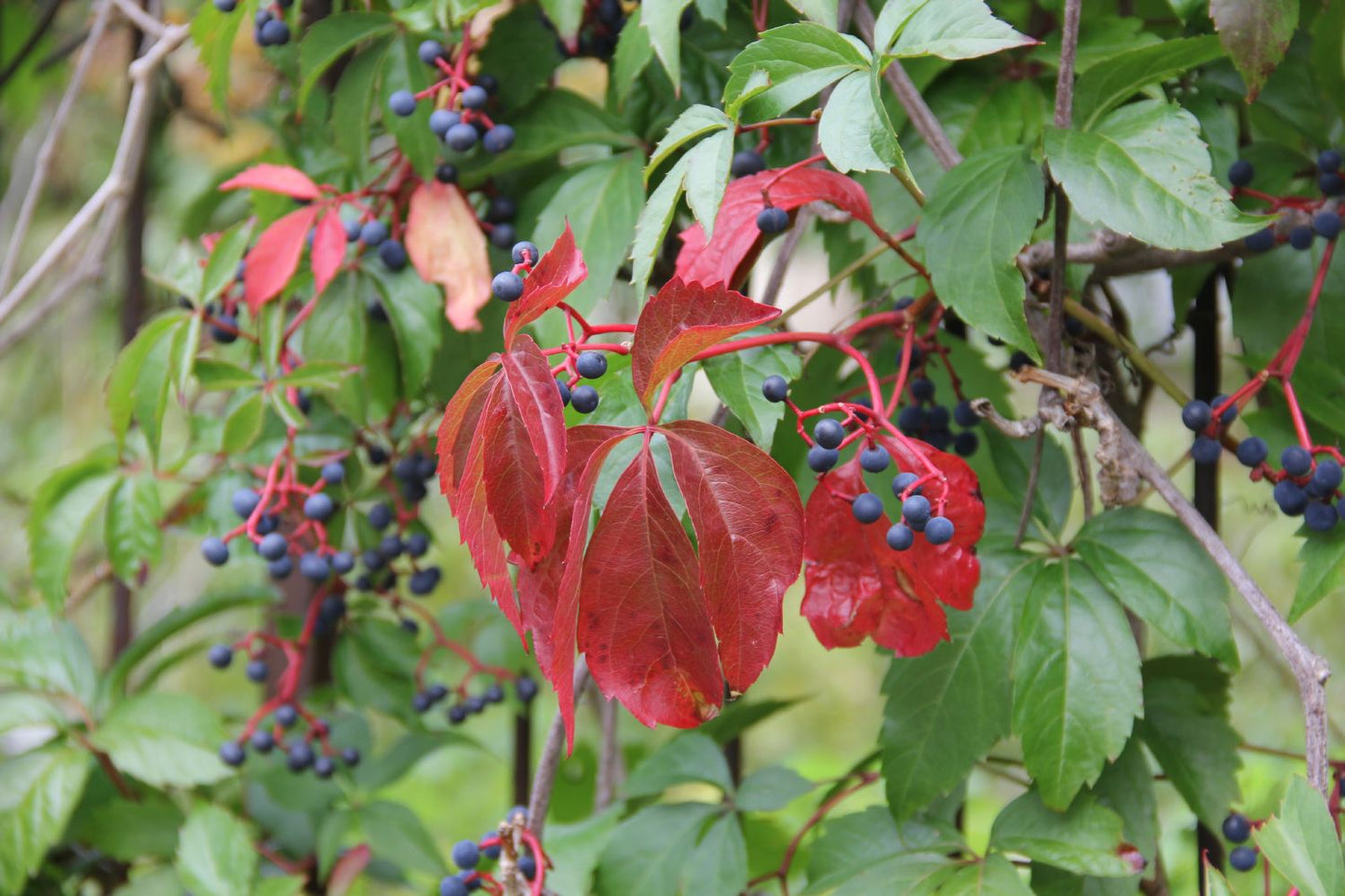 Parthenocissus quinquefolia 'Engelmannii' (Engelmanns-Wilder-Wein)