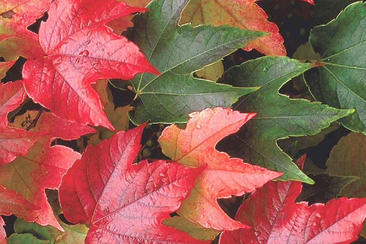 Parthenocissus tricuspidata 'Veitchii' Jungfernrebe