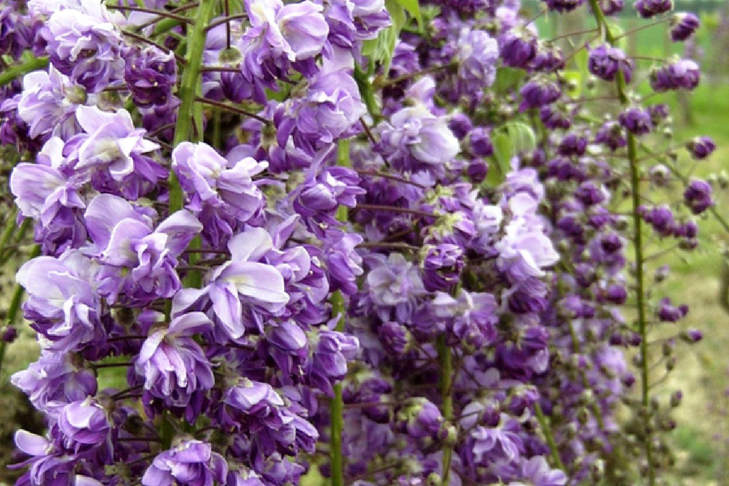 Wisteria floribunda 'Violacea Plena' Blauregen