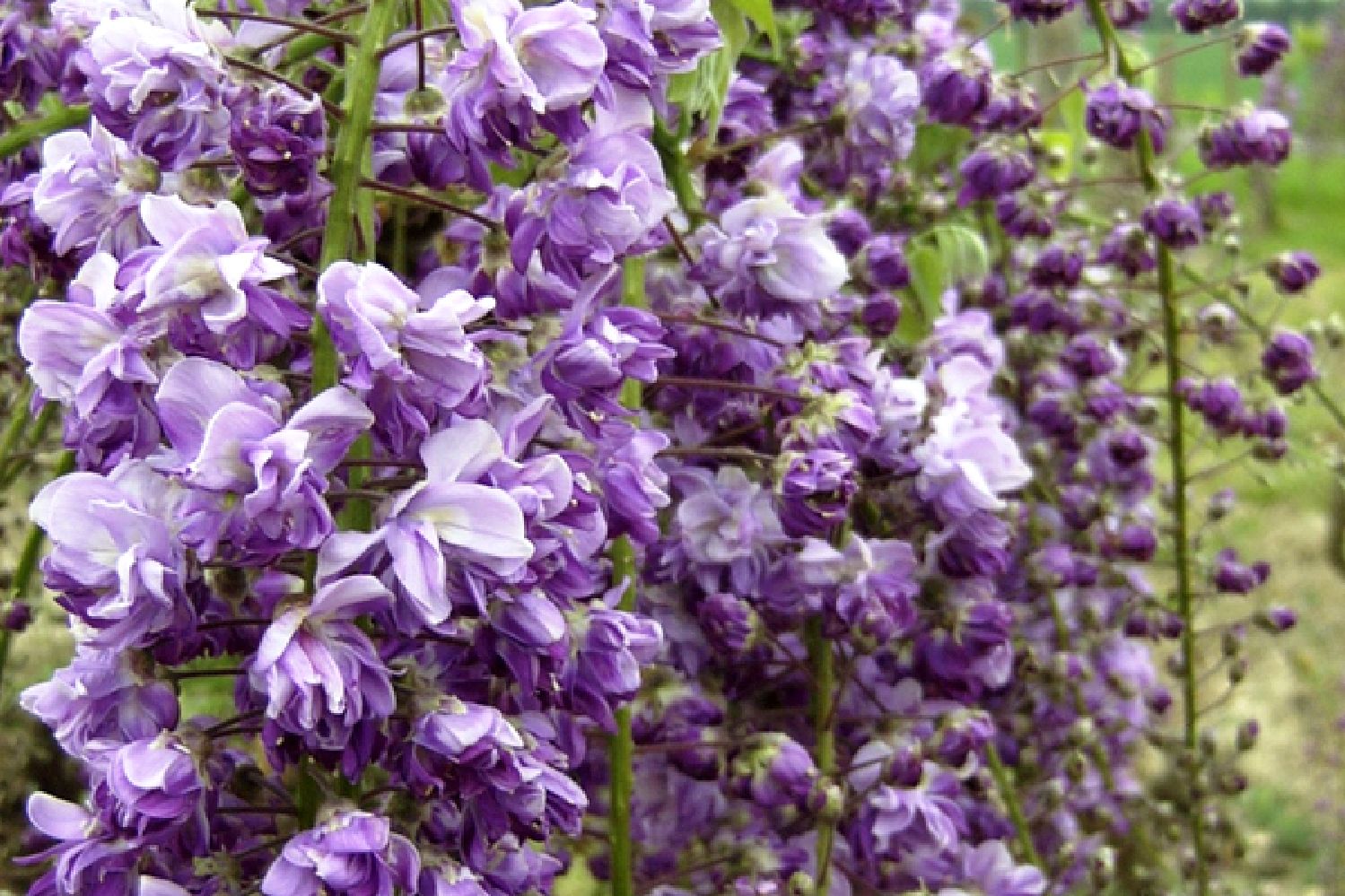 Wisteria floribunda 'Violacea Plena' Blauregen