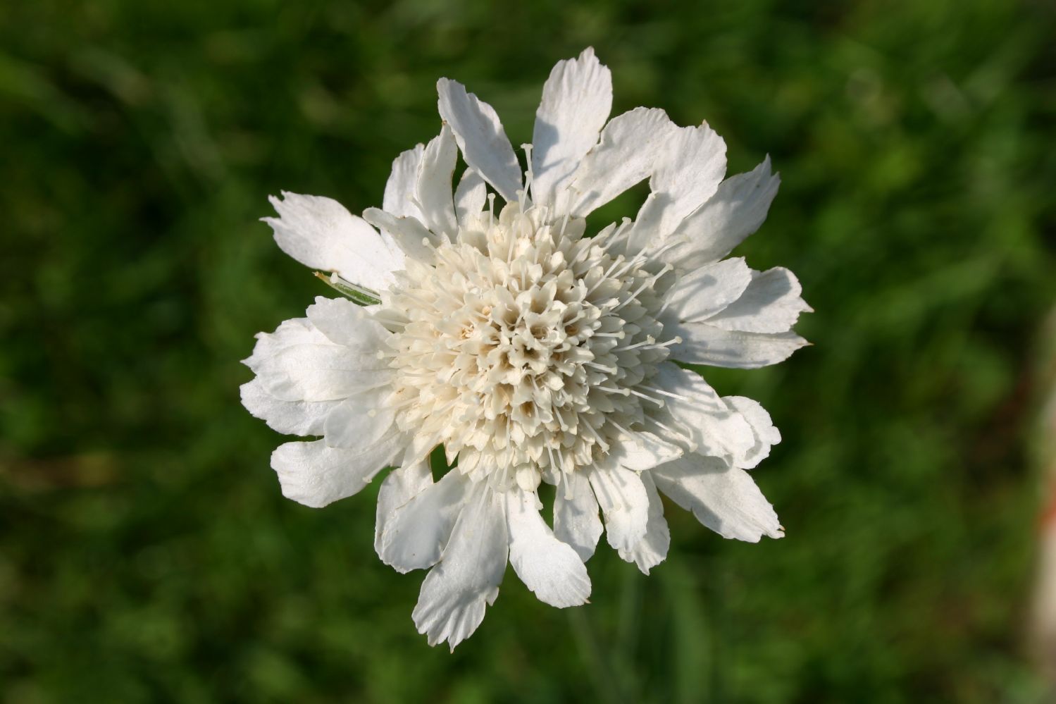 Scabiosa caucasica 'Perfecta Alba' Große Garten-Skabiose
