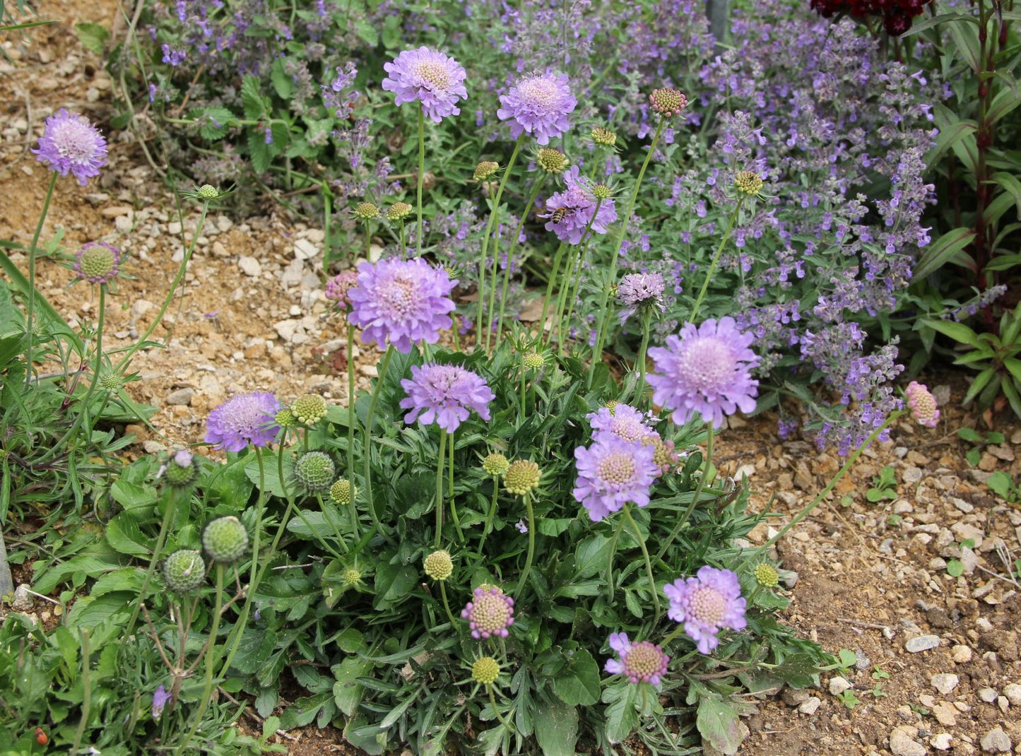 Scabiosa japonica var. alpina (Japanische Berg-Skabiose)