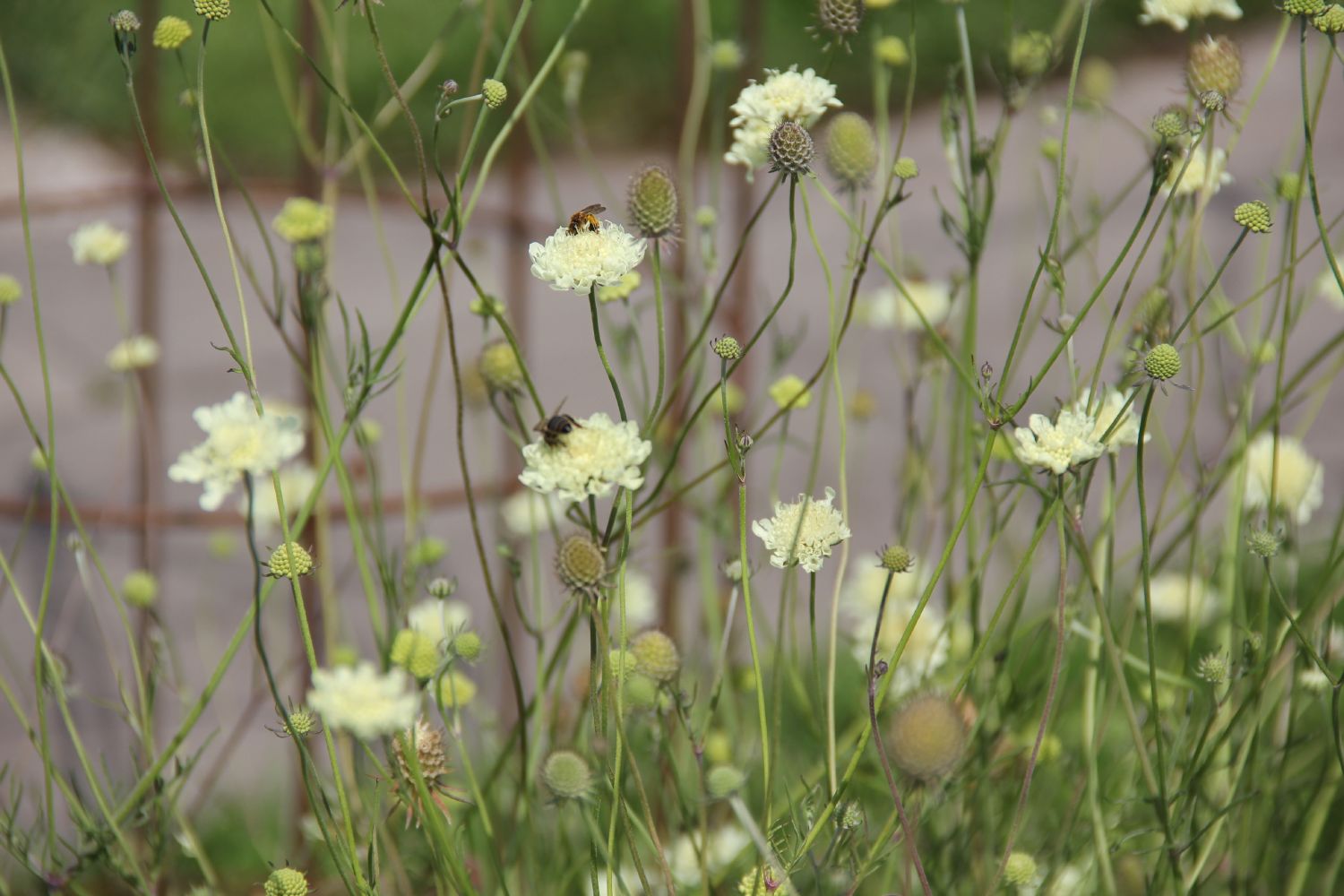 Scabiosa ochroleuca Gelbe Skabiose