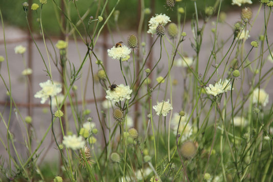 Scabiosa ochroleuca Gelbe Skabiose