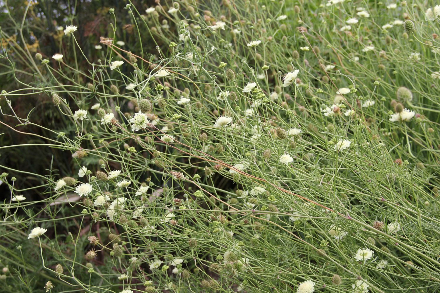 Scabiosa ochroleuca (Gelbe Skabiose)