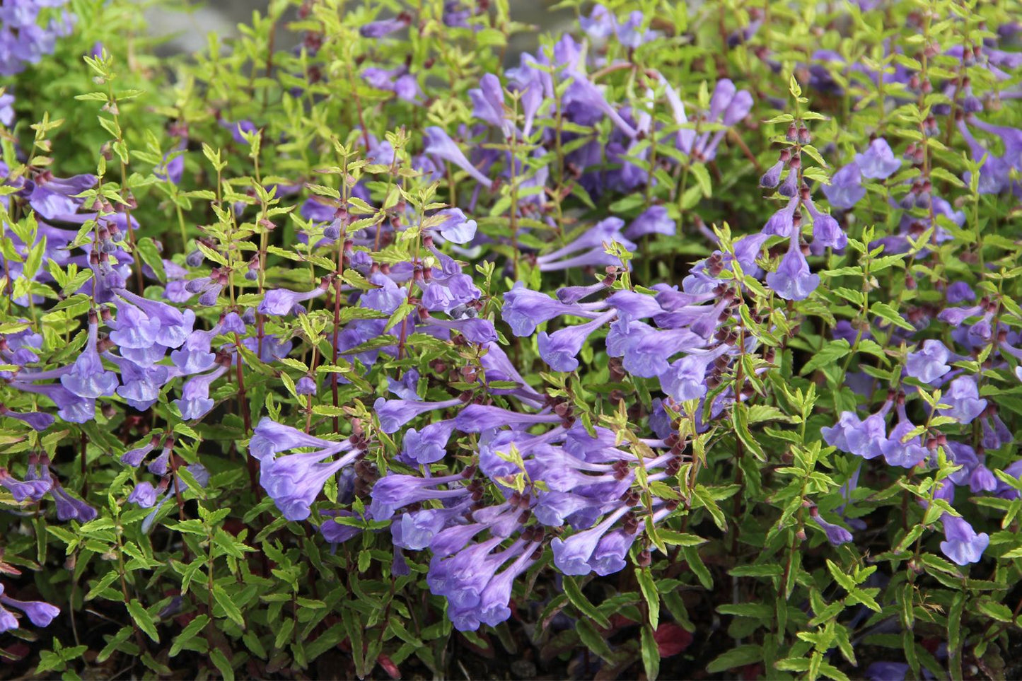 Scutellaria scordiifolia Gamanderblatt-Helmkraut
