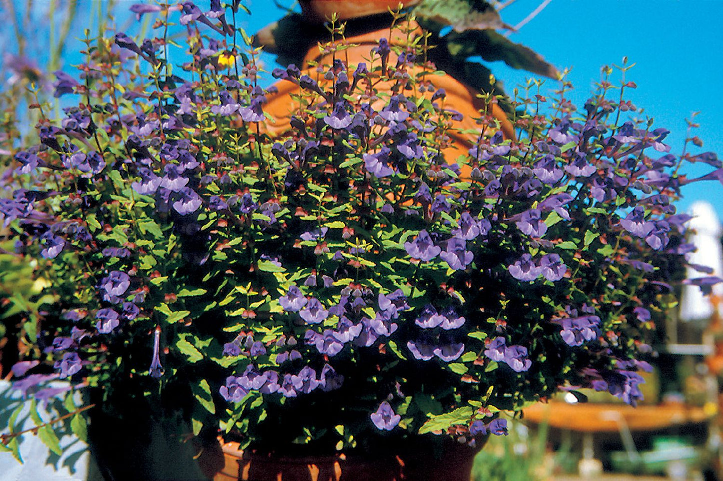 Scutellaria scordiifolia (Gamanderblatt-Helmkraut)
