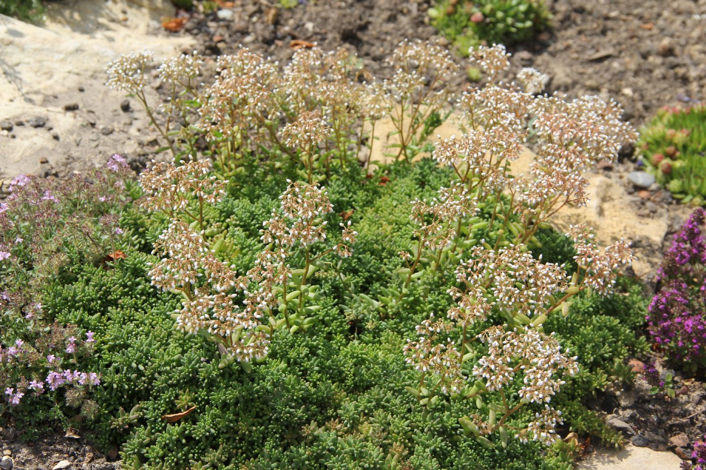 Sedum album 'Coral Carpet' (Garten-Rotmoos-Mauerpfeffer)