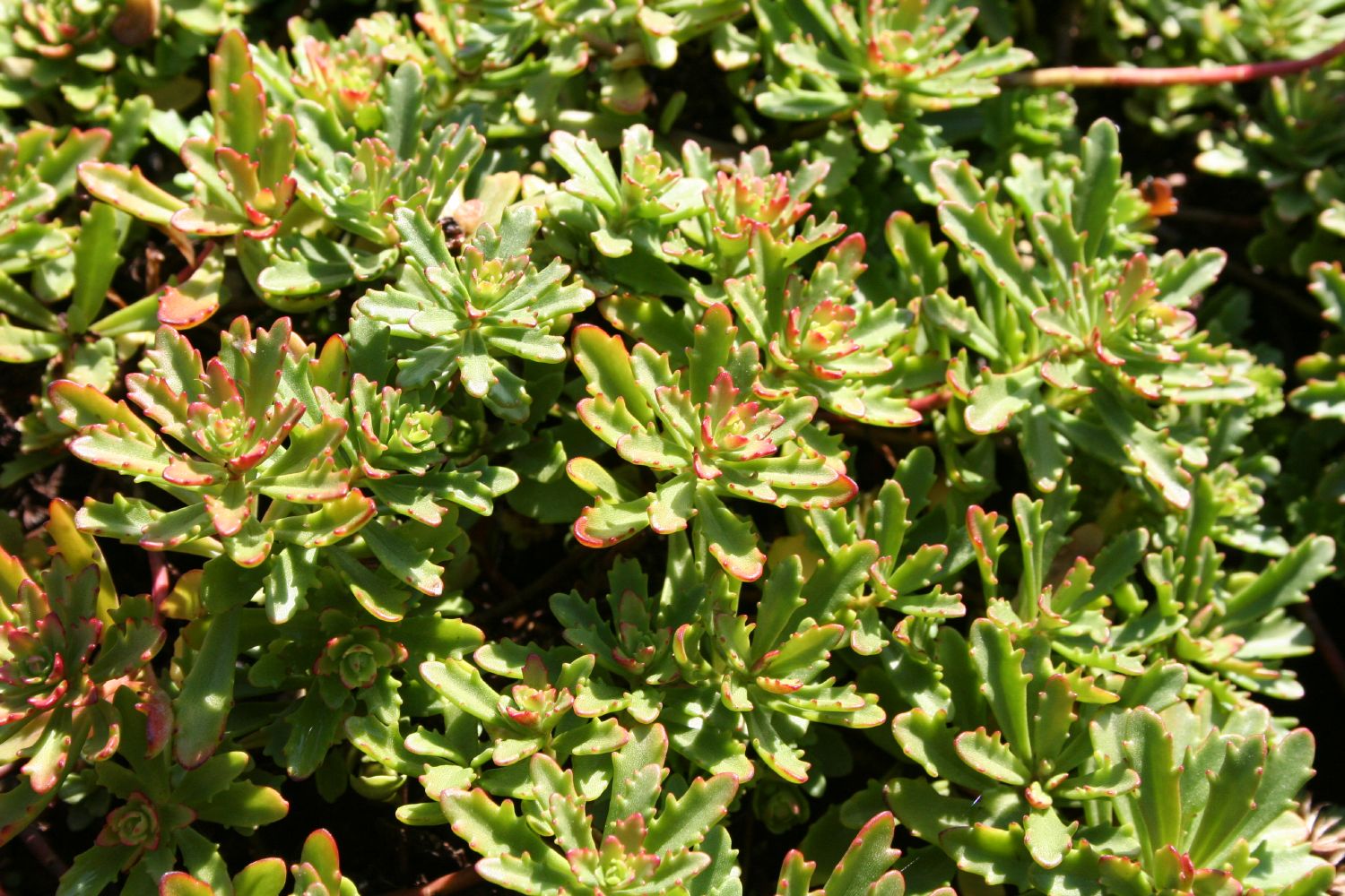 Sedum floriferum 'Weihenstephaner Gold' Fetthenne