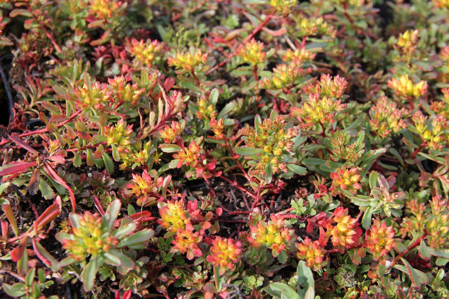 Sedum floriferum 'Weihenstephaner Gold' (Fetthenne)