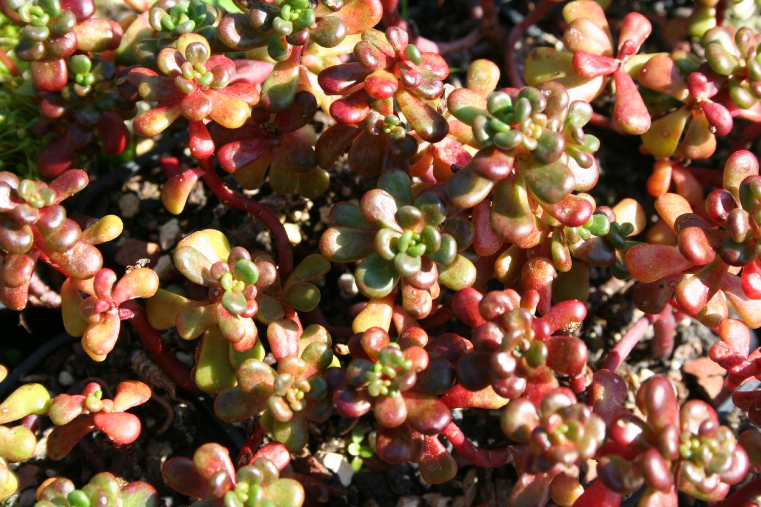 Sedum oreganum Oregon-Fetthenne