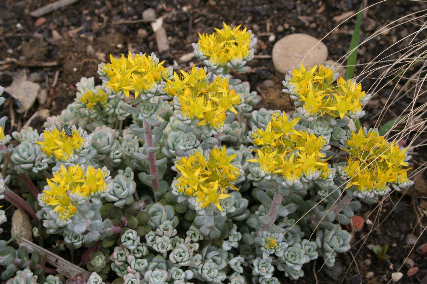 Sedum spathulifolium 'Cape Blanco' Spatelblättrige Garten-Fetthenne
