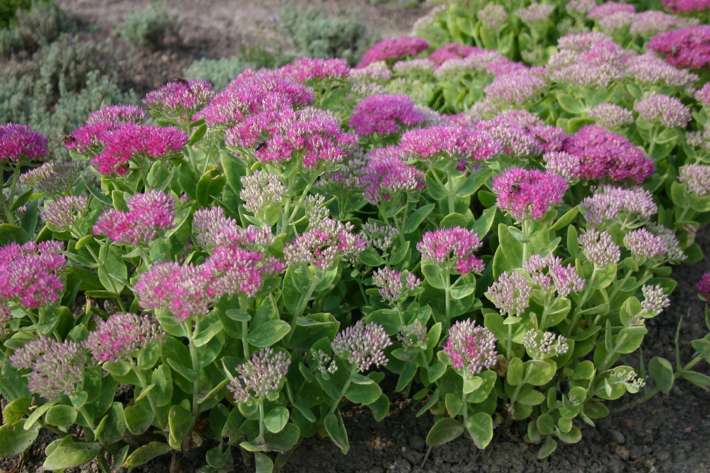 Sedum spectabile 'Carmen' (Prächtige Garten-Fetthenne)