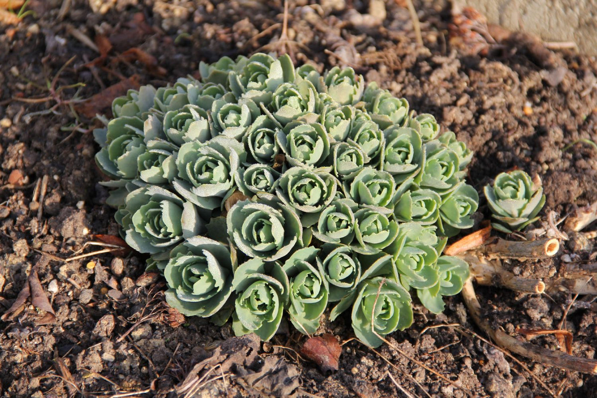 Sedum spectabile 'Carmen' (Prächtige Garten-Fetthenne)
