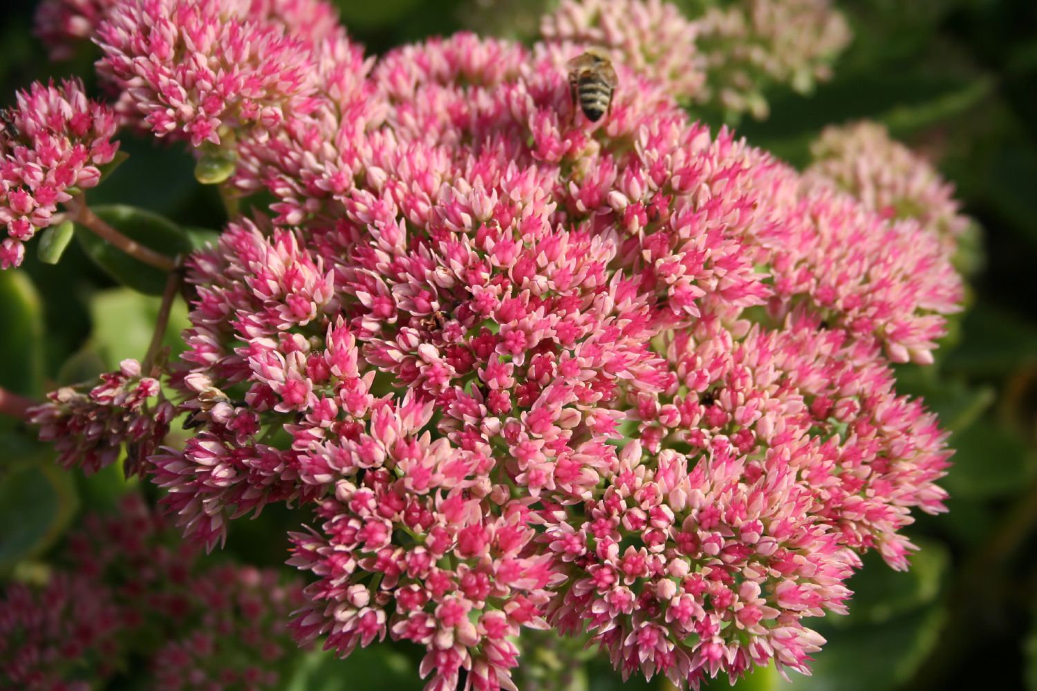 Sedum 'Herbstfreude' Große Garten-Fetthenne