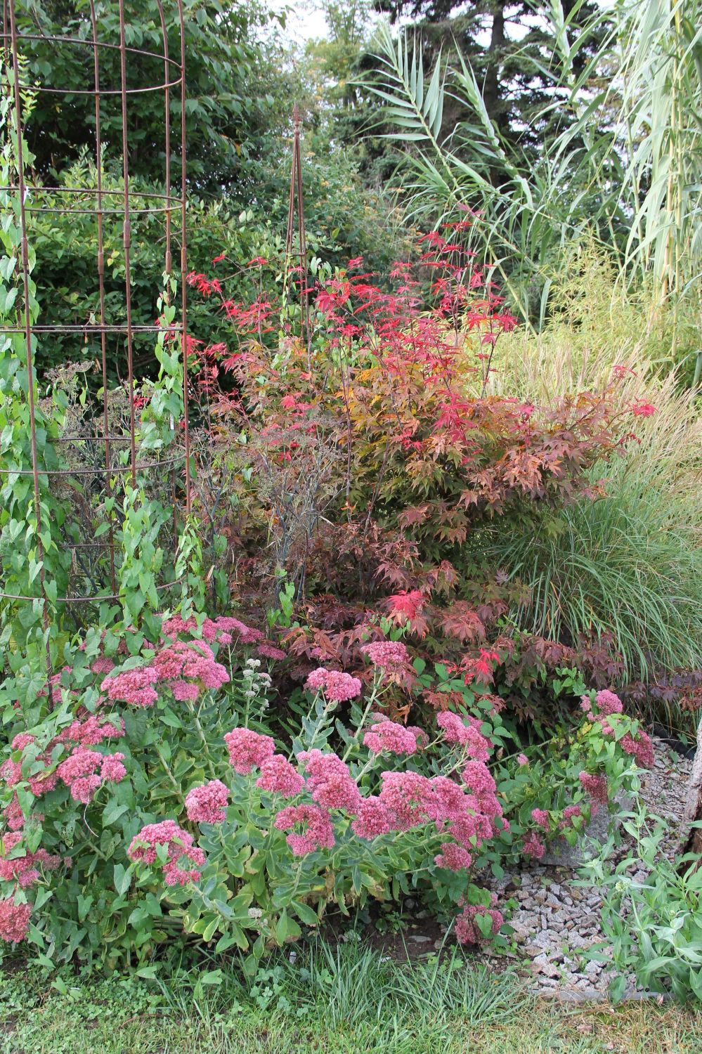 Sedum 'Herbstfreude' (Große Garten-Fetthenne)