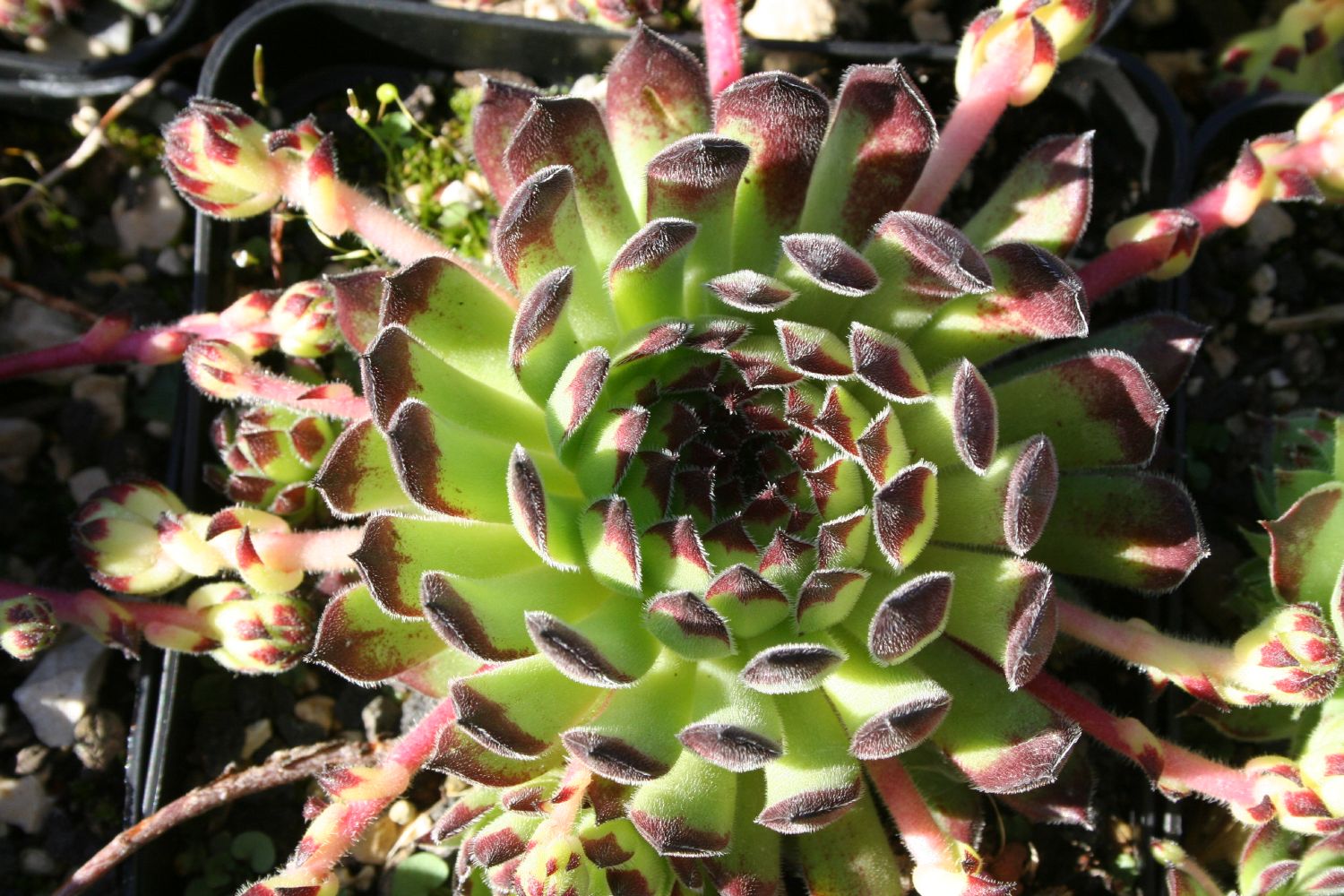 Sempervivum montanum ssp. stiriacum Steirische Berg-Steinrose
