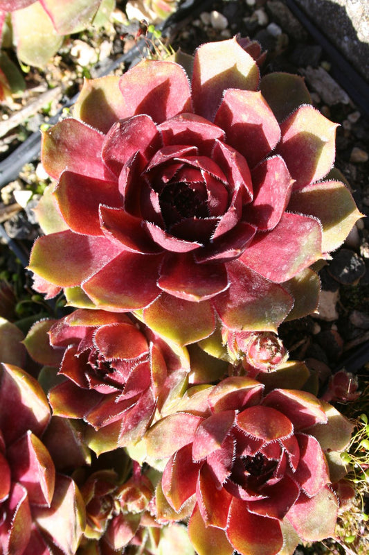 Sempervivum 'Smaragd' Garten-Steinrose