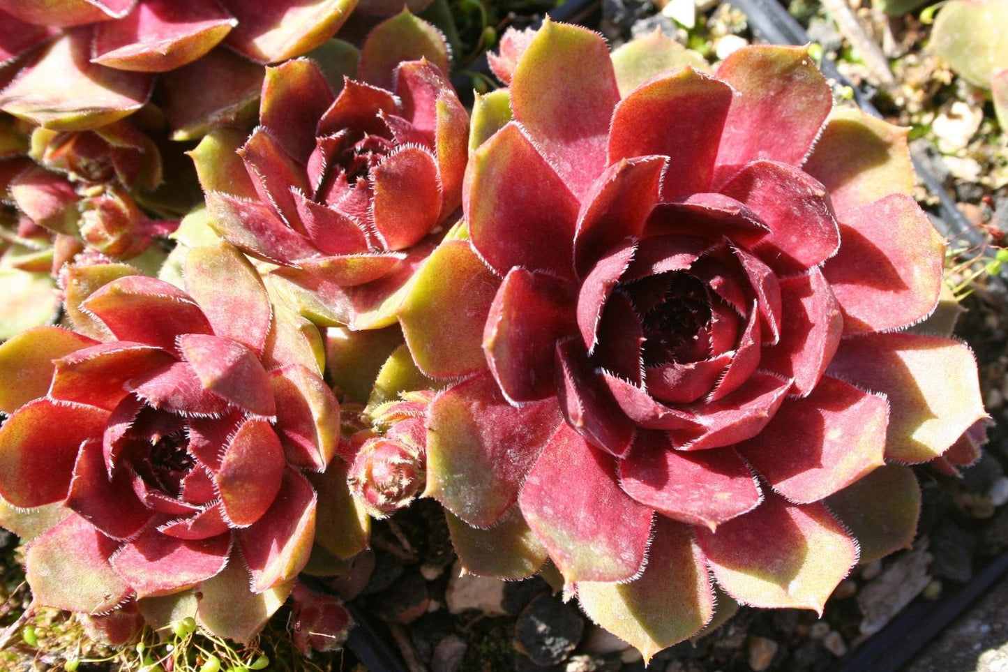 Sempervivum 'Smaragd' (Garten-Steinrose)