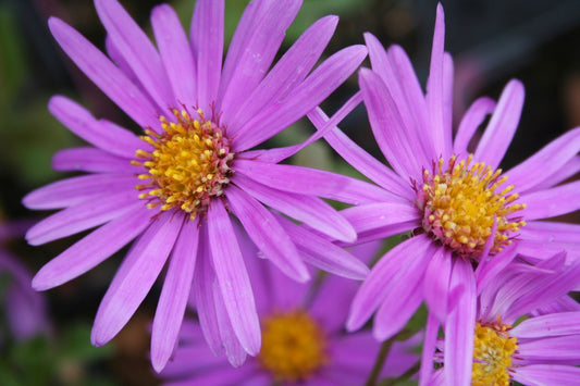 Aster amellus 'Rosa Erfüllung' Sommeraster