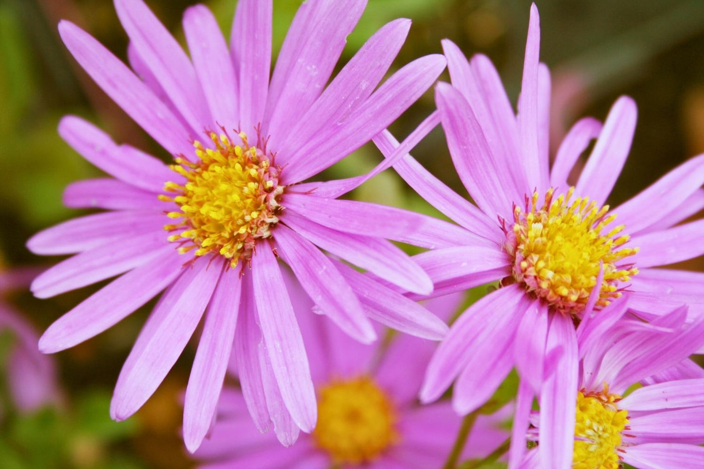 Aster amellus 'Rosa Erfüllung' Sommeraster