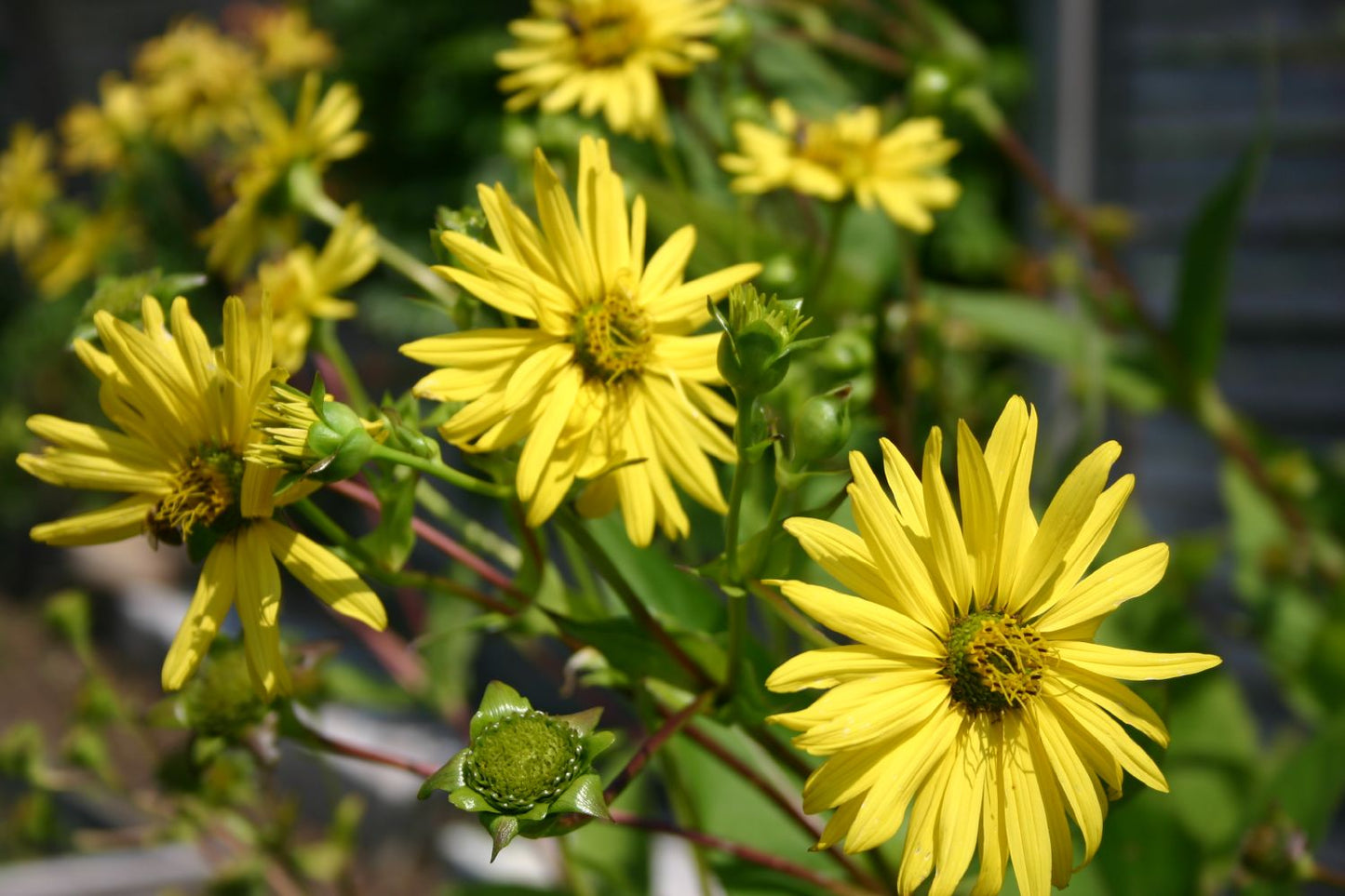 Silphium perfoliatum Verwachsenblättrige Becherpflanze
