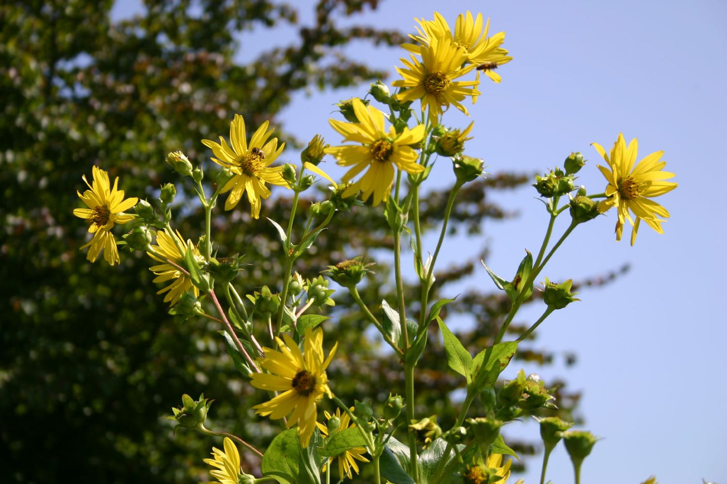 Silphium perfoliatum (Verwachsenblättrige Becherpflanze)