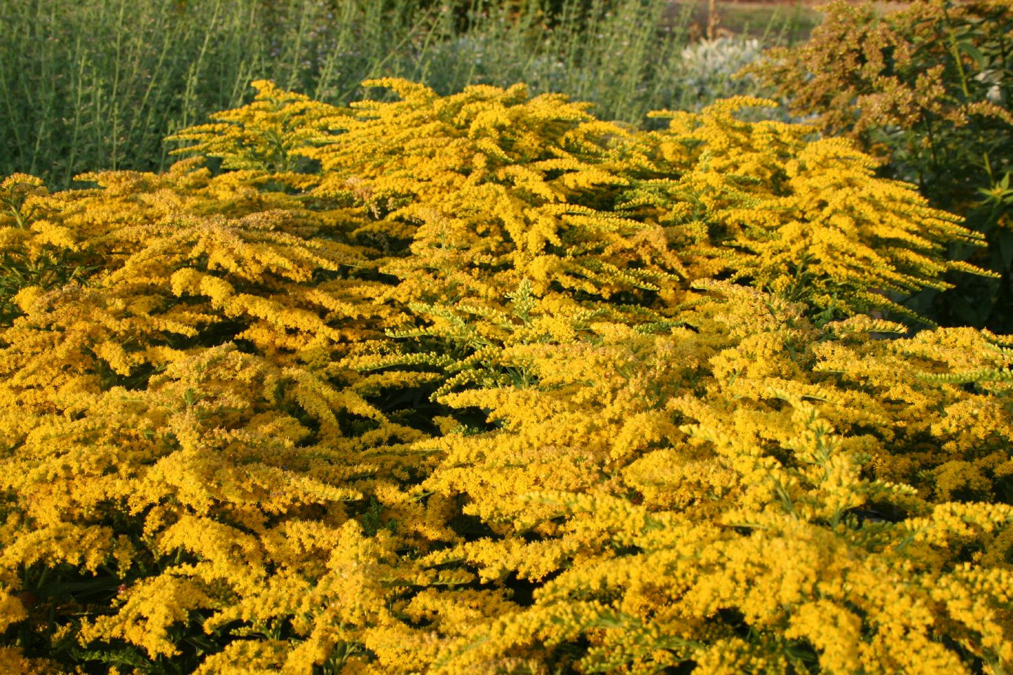 Solidago 'Strahlenkrone' Goldrute