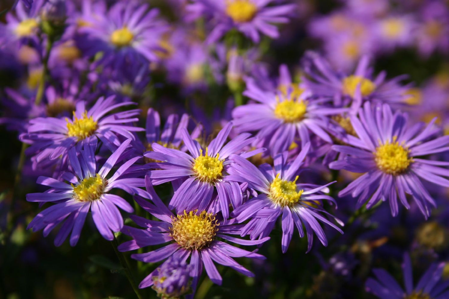 Aster amellus 'Veilchenkönigin' Bergaster