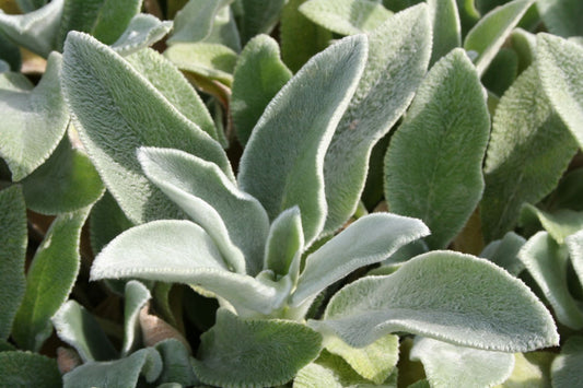 Stachys byzantina 'Silver Carpet' Wollziest