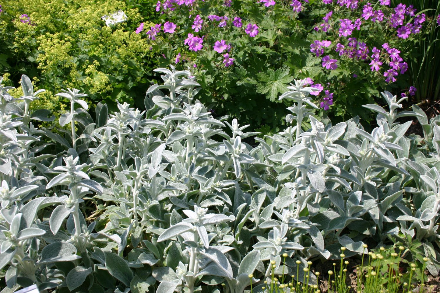 Stachys byzantina 'Silver Carpet' (Wollziest)