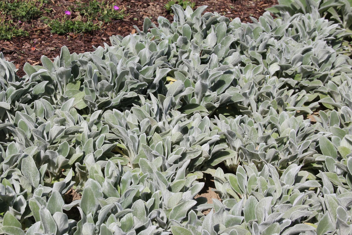 Stachys byzantina 'Silver Carpet' (Wollziest)