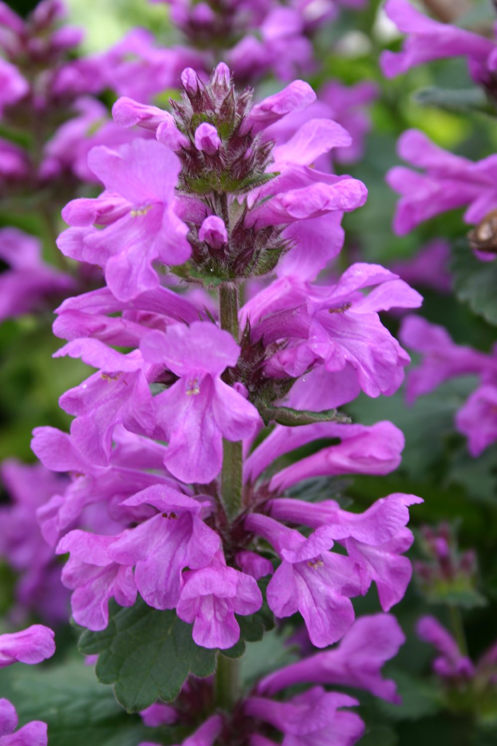Stachys grandiflora 'Superba' Großblütiger Garten-Ziest