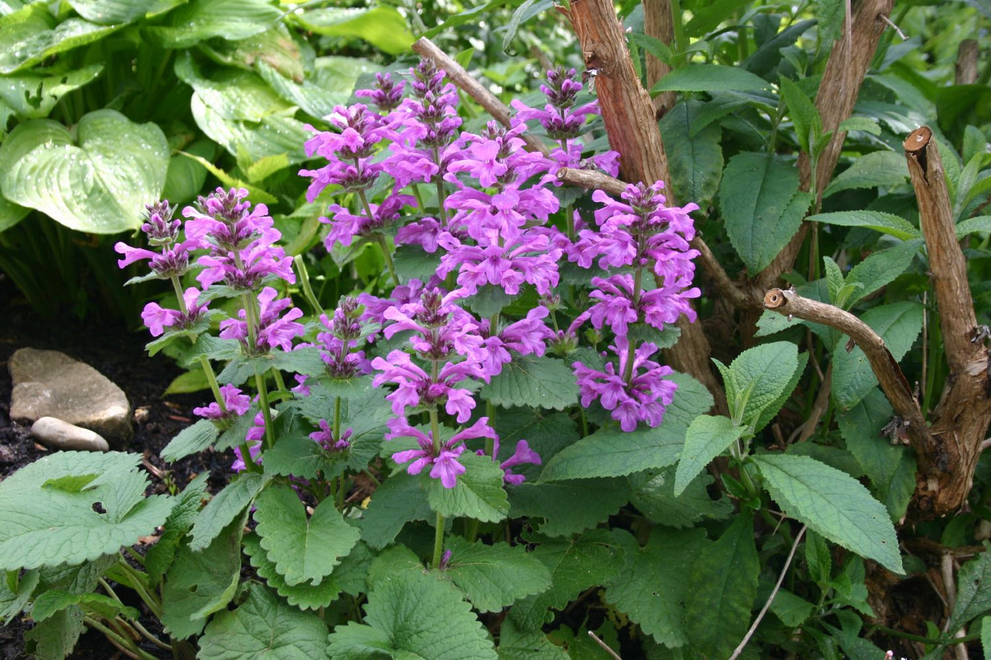 Stachys grandiflora 'Superba' (Großblütiger Garten-Ziest)
