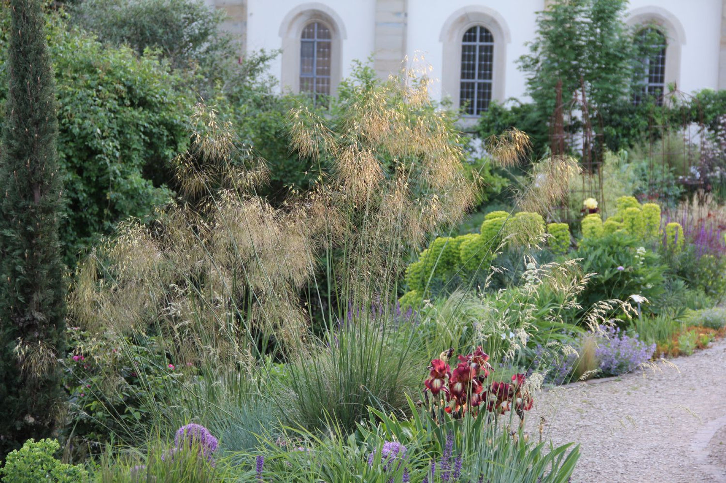 Stipa gigantea (Riesen-Federgras)