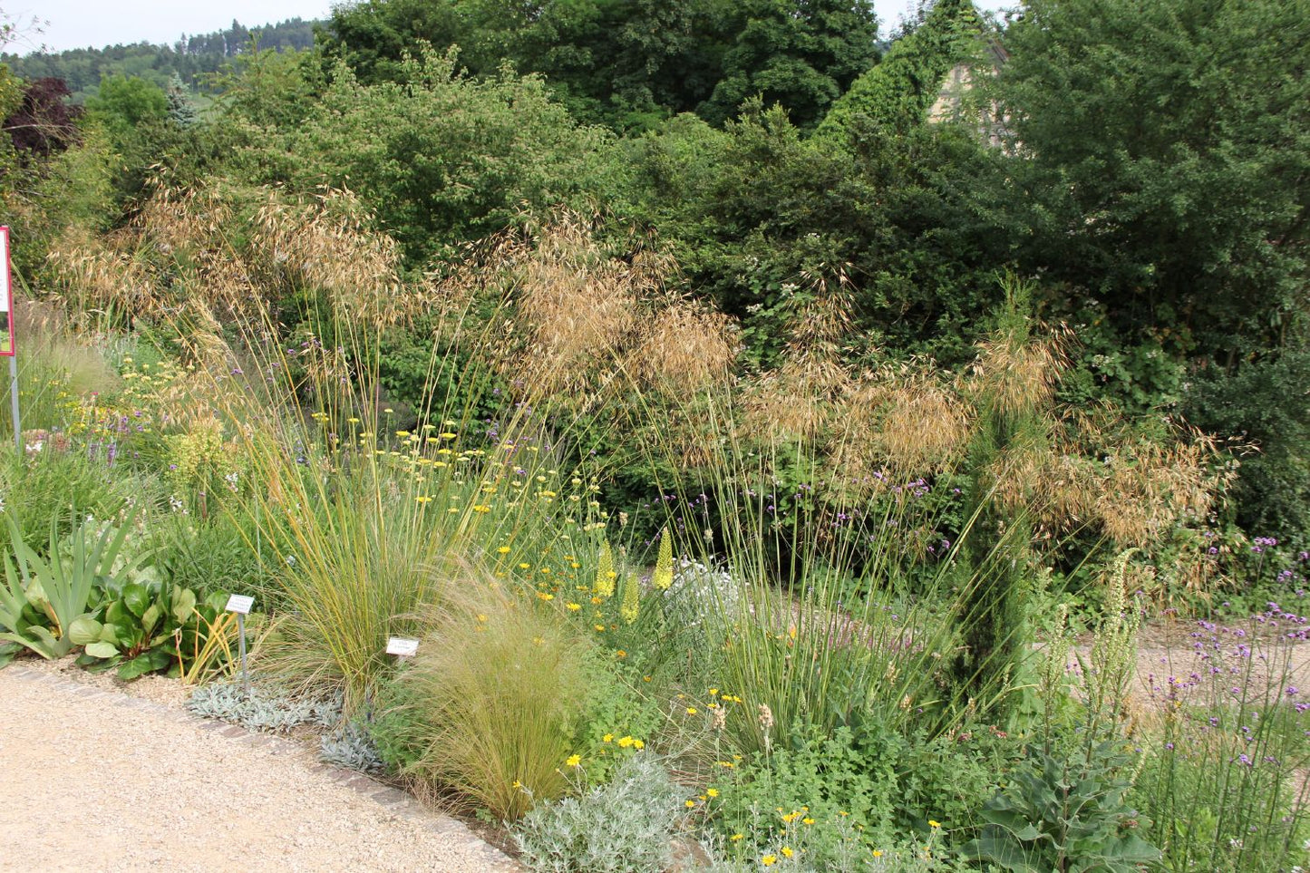Stipa gigantea (Riesen-Federgras)