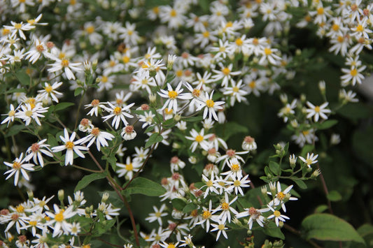 Aster divaricatus Sperrige Aster