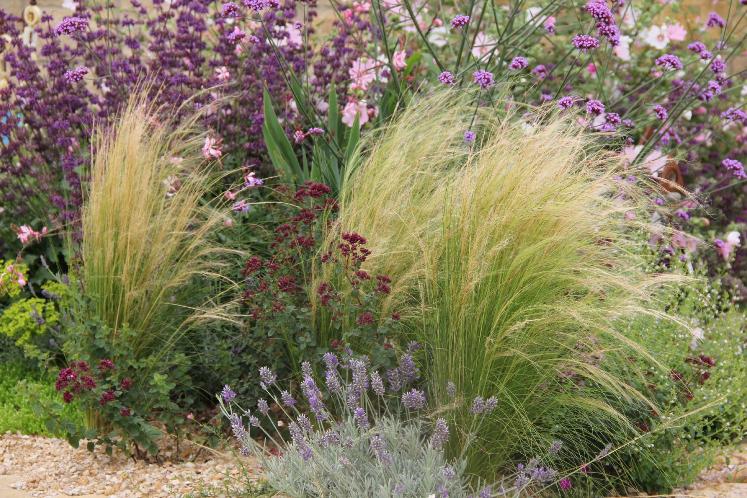 Stipa tenuissima Mädchenhaargras | Federgras