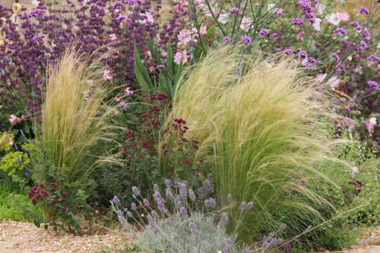 Stipa tenuissima Mädchenhaargras | Federgras