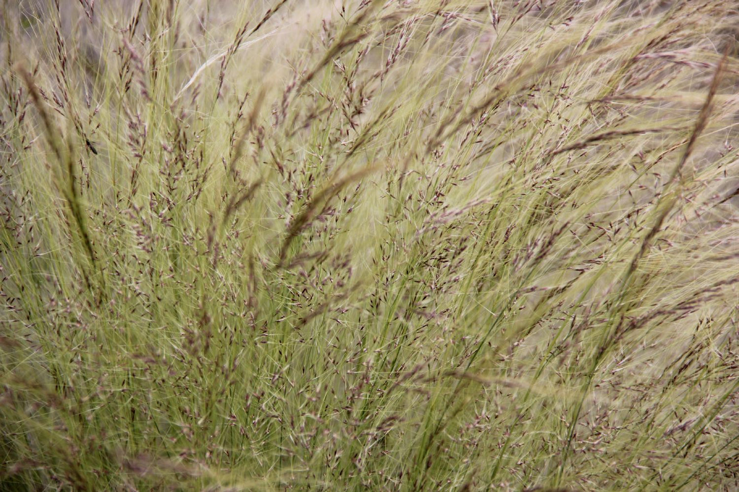 Stipa tenuissima (Mädchenhaargras | Federgras)