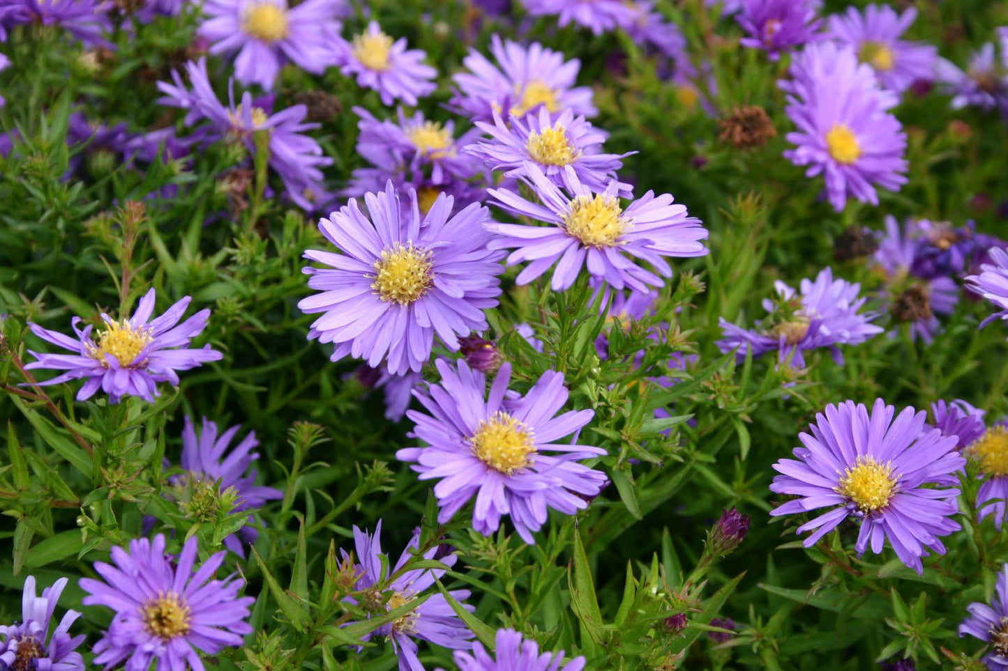 Aster dumosus 'Blaue Lagune' Kissen-Aster