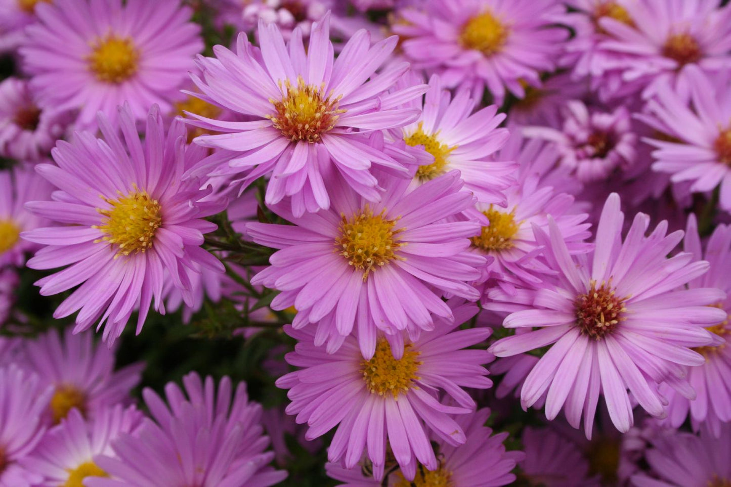 Aster dumosus 'Herbstgruß vom Bresserhof' Kissen-Aster