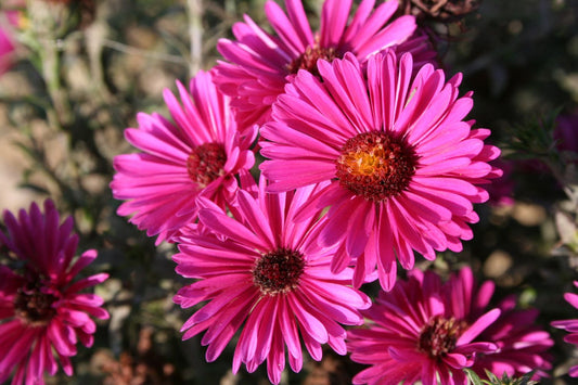 Aster dumosus 'Jenny' Kissen-Aster