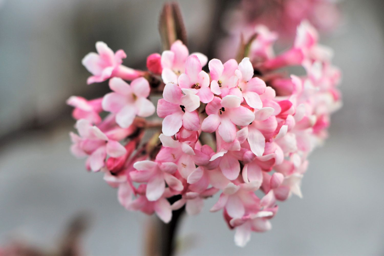 Viburnum x bodnantense 'Dawn' Duftender Winter-Schneeball