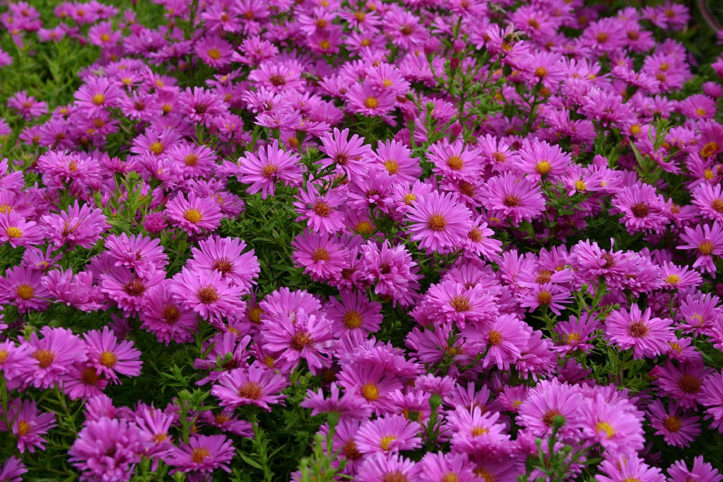 Aster dumosus 'Kassel' (Garten-Kissen-Aster)