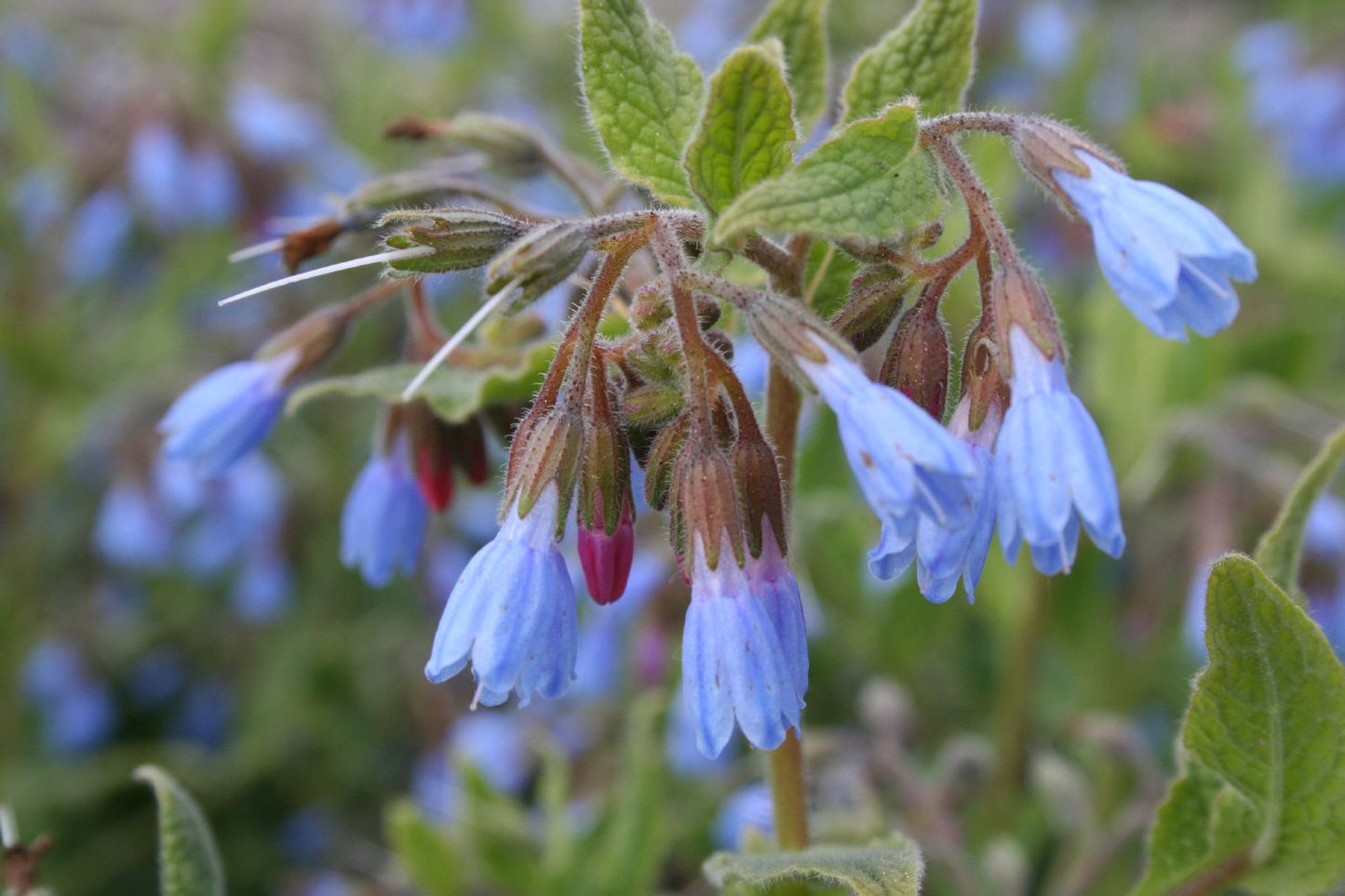 Symphytum azureum Blaublühender Beinwell Symphytum azureum Blaublühender Beinwell