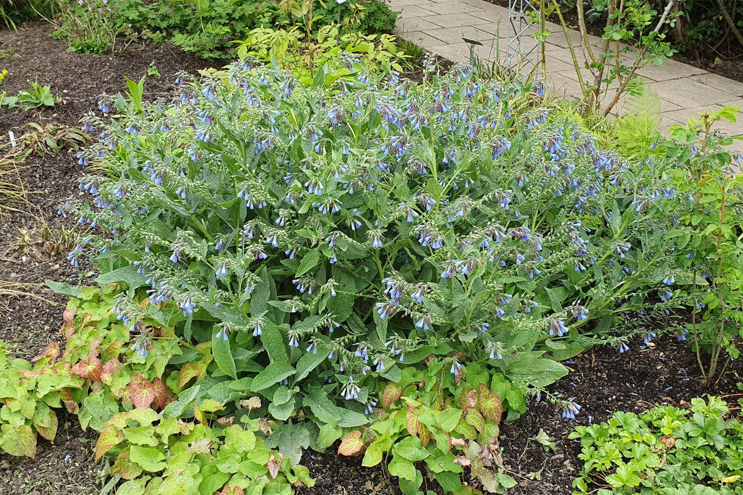 Symphytum azureum (Blaublühender Beinwell) Symphytum azureum (Blaublühender Beinwell)